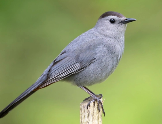gray catbird sound