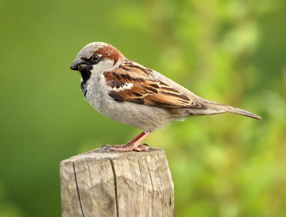 sparrow identification