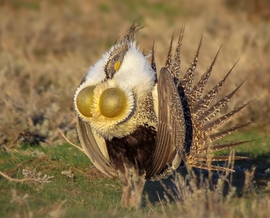 sage grouse lek sage grouse lek