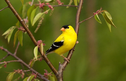 american goldfinch habitat