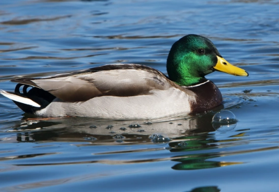 mallard duck identification