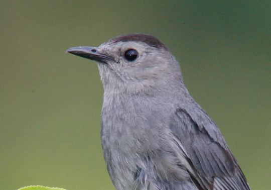 attract gray catbirds