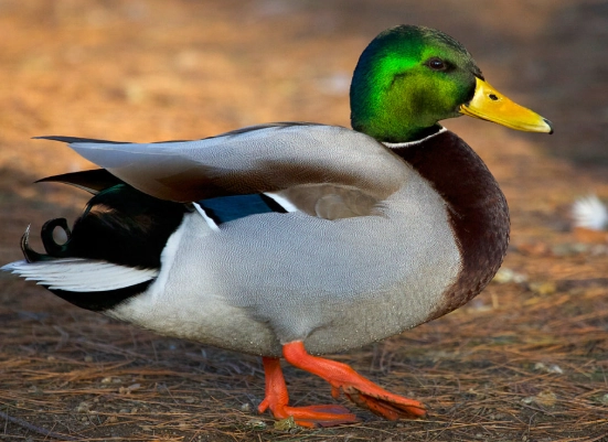 mallard duck behavior