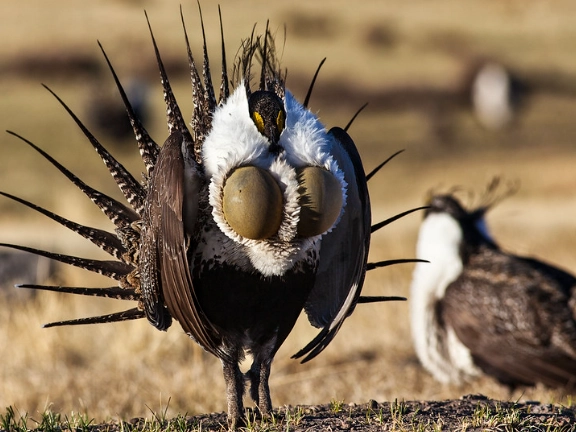 greater sage grouse viewing greater sage grouse viewing
