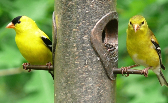 american goldfinch facts