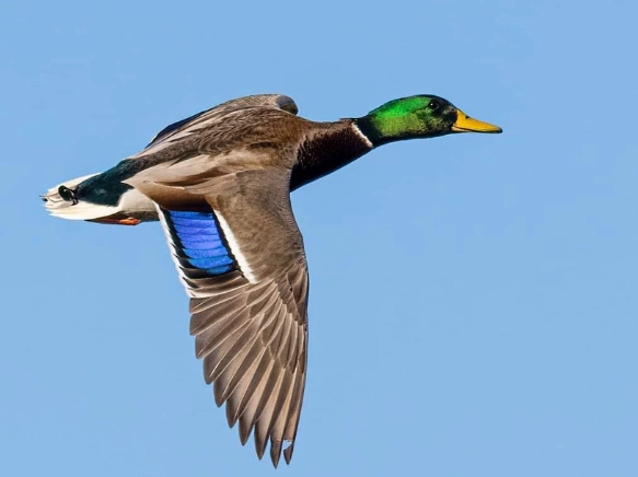 mallard duck identification