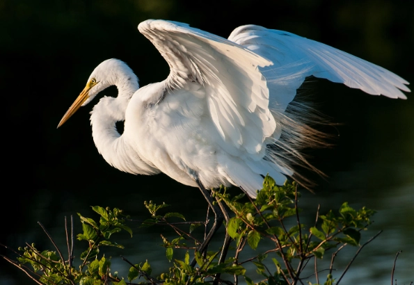egret identification
