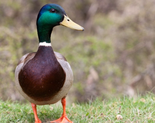 where to see mallard ducks