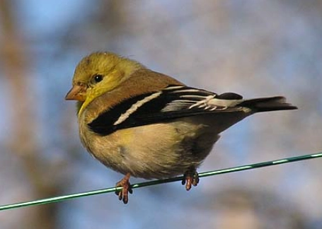 american goldfinch identification