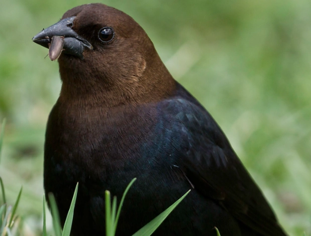 brood parasite birds brood parasite birds