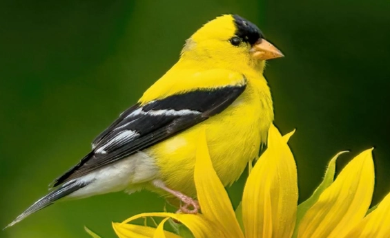 goldfinch identification