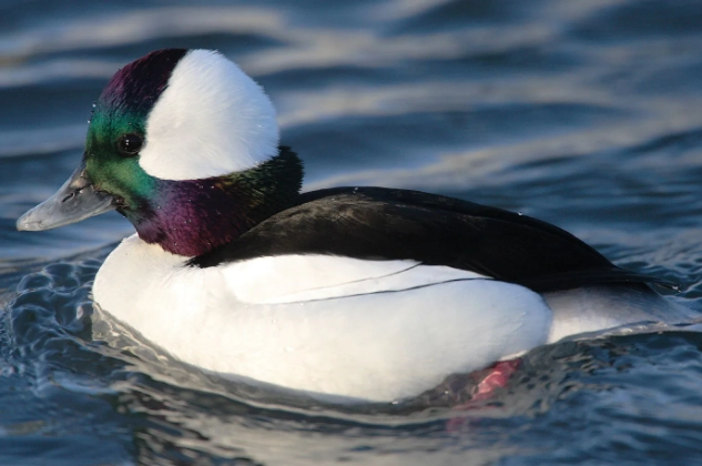 bufflehead identification
