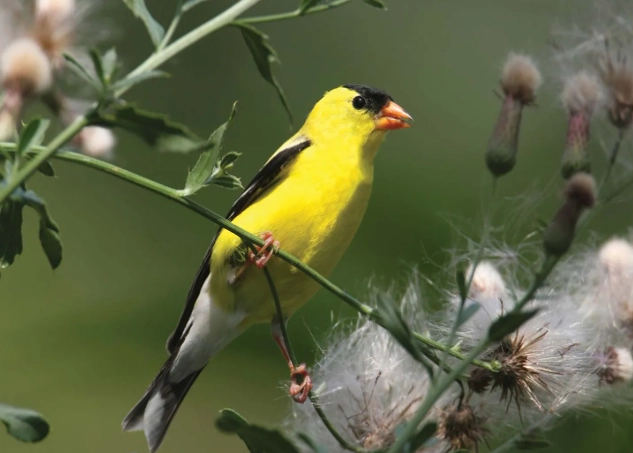 attracting goldfinches