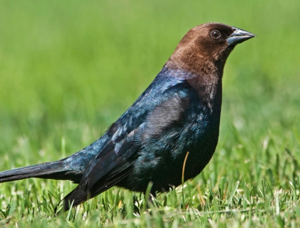 brown headed cowbird identification brown headed cowbird identification