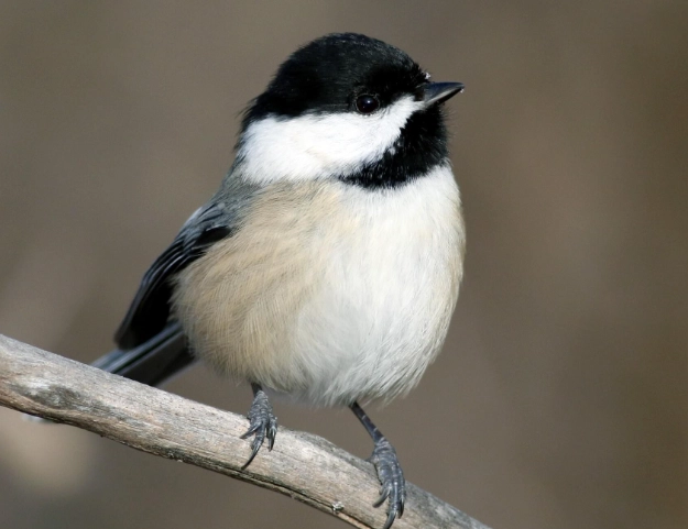 chickadee identification