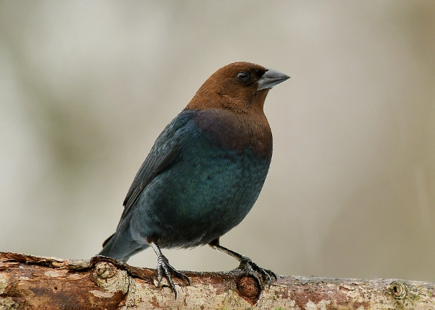 brood parasite birds brood parasite birds