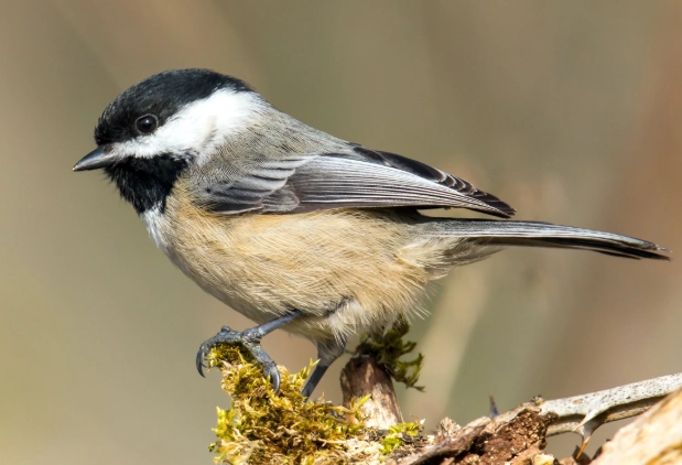chickadee identification