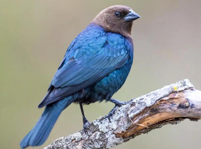 brown headed cowbird eggs brown headed cowbird eggs