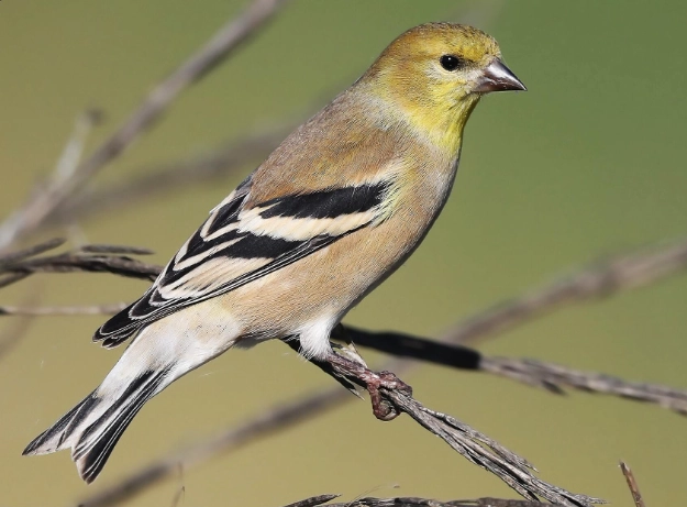 attracting goldfinches