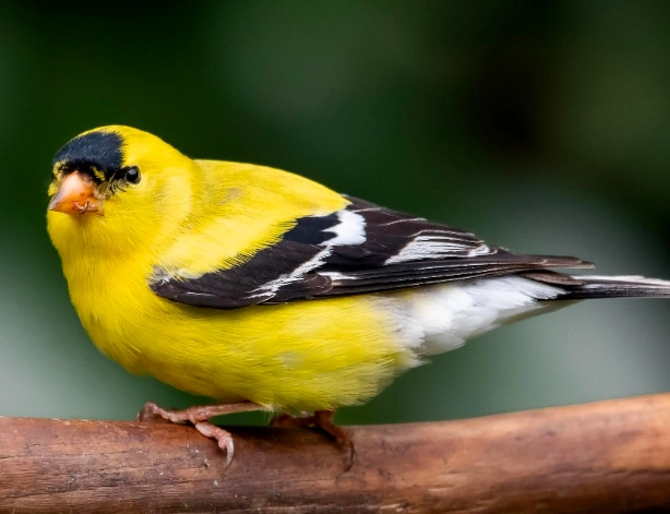 attracting goldfinches
