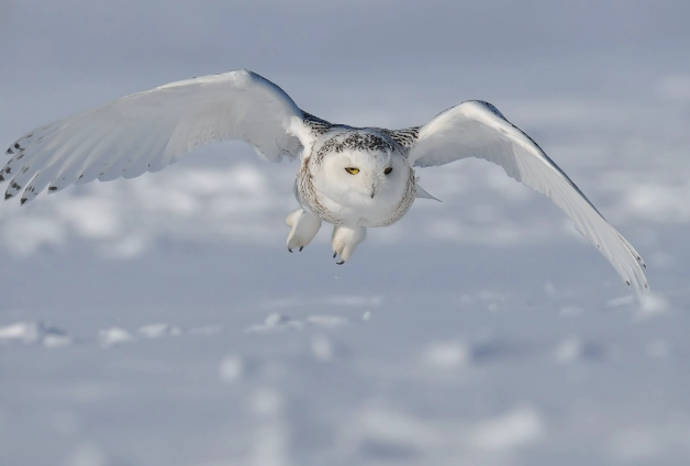 where to see snowy owls