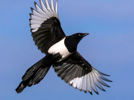 magpie behavior