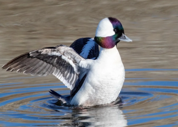 where to see bufflehead