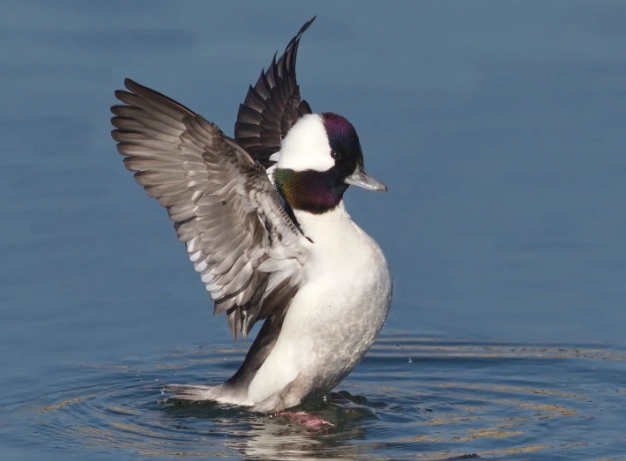 bufflehead identification