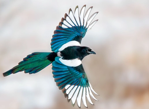 magpie bird identification