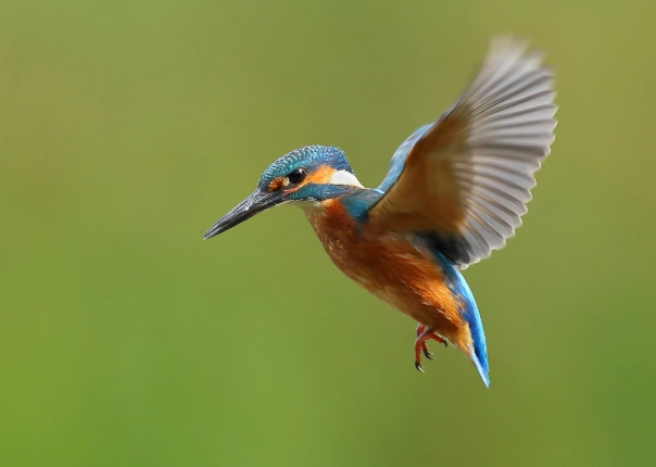 kingfisher photography tips