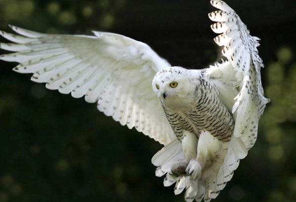 snowy owl facts