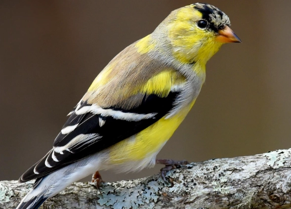 goldfinch identification