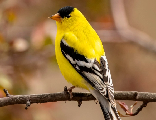 what to feed goldfinches