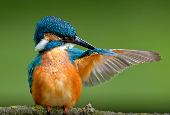 kingfisher identification