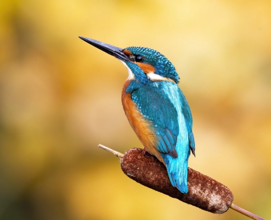 how to find kingfisher