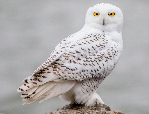 snowy owl facts