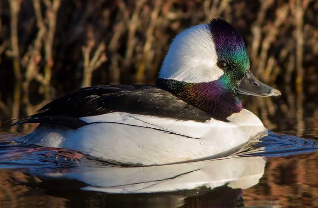 bufflehead duck