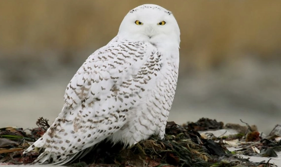 snowy owl conservation status