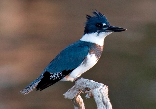 how to find kingfisher