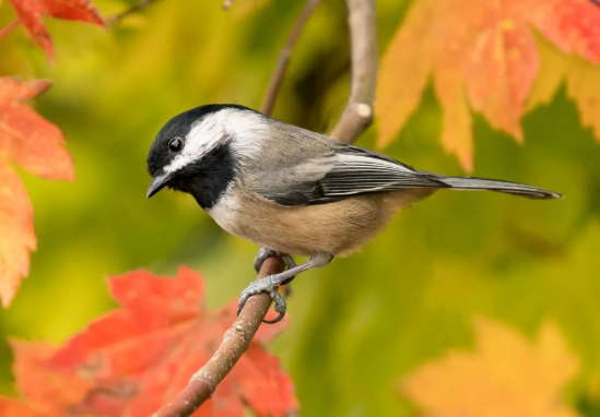 how to attract chickadees