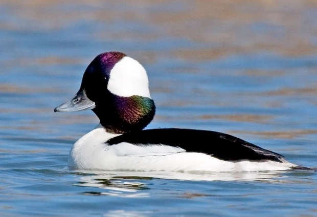 where to see bufflehead