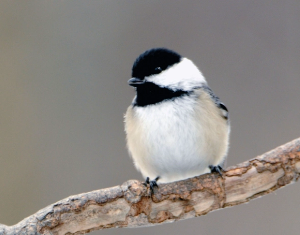 chickadee food