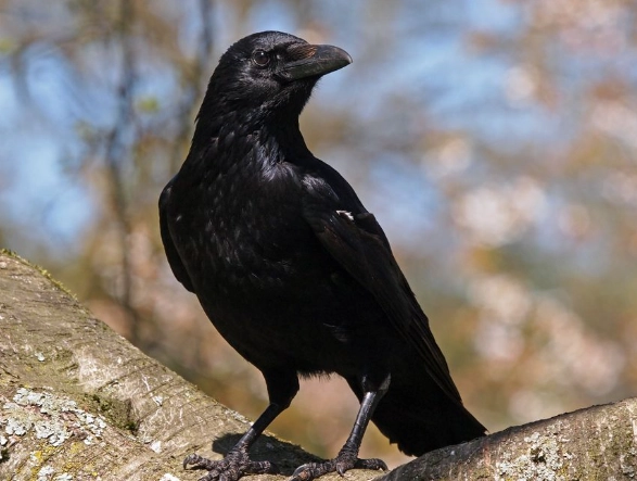 crow behavior