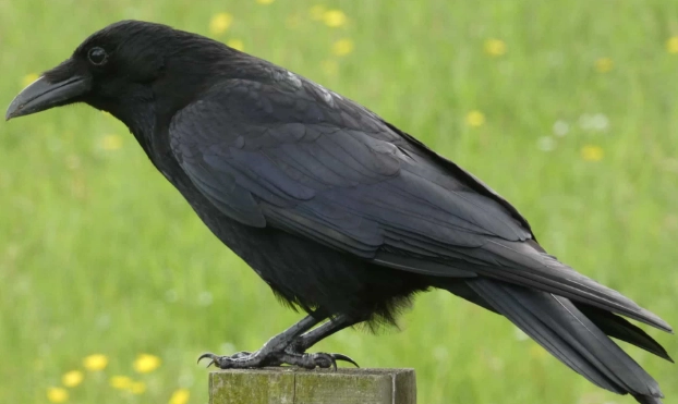 crow behavior