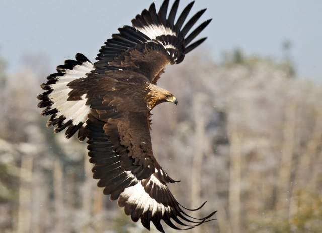 golden eagle identification