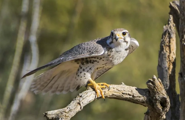 falcon identification