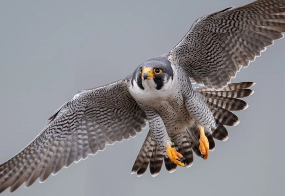 peregrine falcon habitat