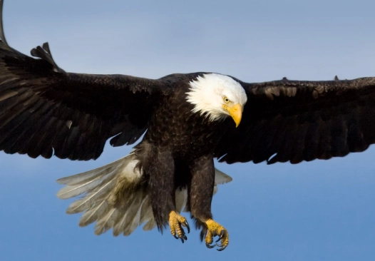 where to see bald eagles where to see bald eagles