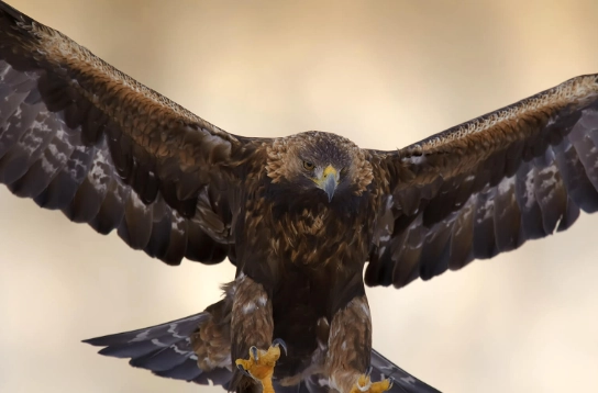 golden eagle habitat