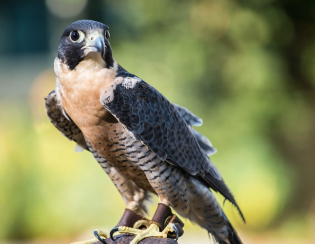 falcon watching tips